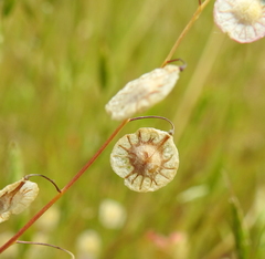 Thysanocarpus radians