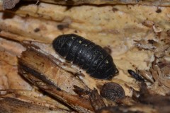 Armadillidium opacum