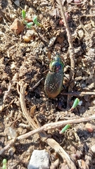 Poecilus versicolor