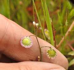 Thysanocarpus radians