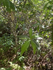 Quercus hemisphaerica