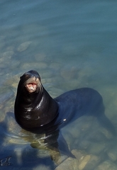 Zalophus californianus