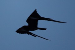 Caprimulgus vexillarius