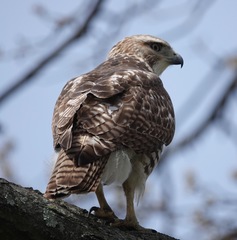 Buteo jamaicensis