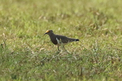 Vanellus superciliosus