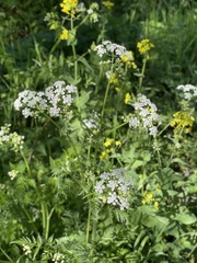 Anthriscus sylvestris