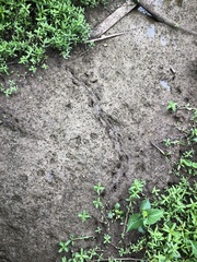 Alligator mississippiensis