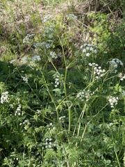 Anthriscus sylvestris