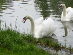 Cygnus olor