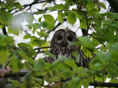 Strix aluco