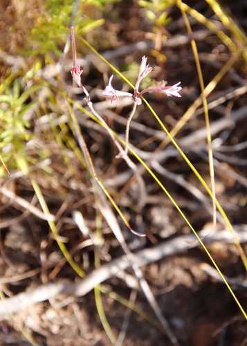 Image of Pelargonium proliferum by (c) Tony Rebelo, some rights reserved (CC BY-SA)