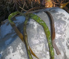 Laminaria digitata