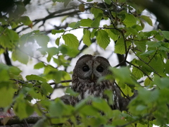 Strix aluco