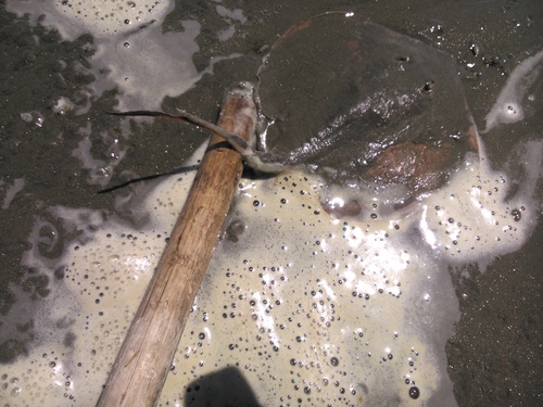 Urotrygon chilensis