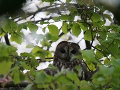 Strix aluco