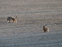 Lepus europaeus