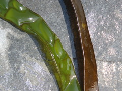 Laminaria digitata