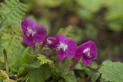 Pedicularis siphonantha