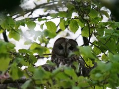 Strix aluco