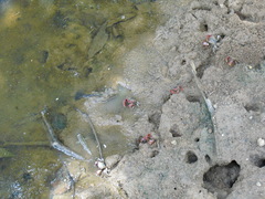 Neosarmatium meinerti