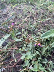 Melochia pyramidata