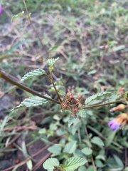 Melochia pyramidata