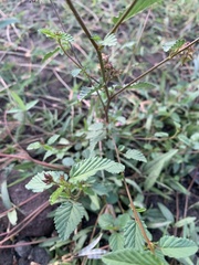 Melochia pyramidata