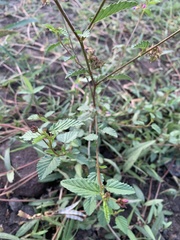 Melochia pyramidata
