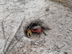 Neosarmatium meinerti
