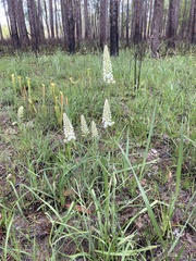Melanthiaceae