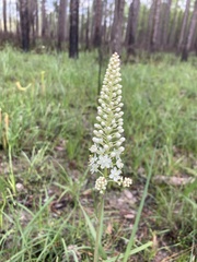 Melanthiaceae