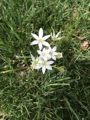 Ornithogalum umbellatum