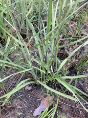 Melanthiaceae