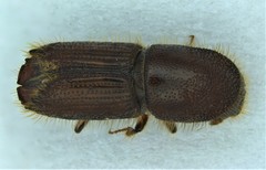 Ips grandicollis