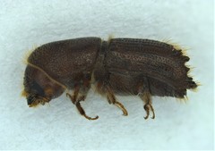 Ips grandicollis