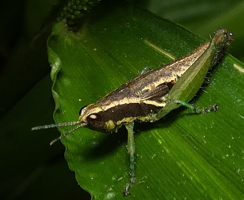 Roppacris longicerca