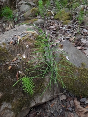 Equisetum arvense