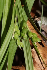 Carex cumberlandensis