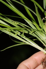 Carex cumberlandensis