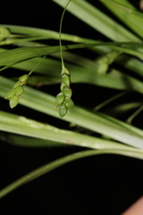 Carex cumberlandensis