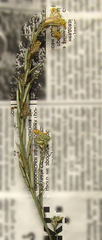 Erysimum canum