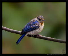 Cyornis tickelliae