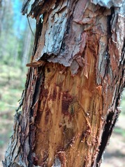 Ips grandicollis