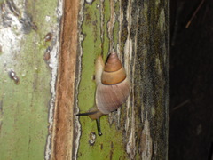 Nesiocerastus praslinus