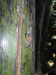 Nesiocerastus praslinus