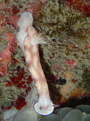 Hypselodoris pulchella
