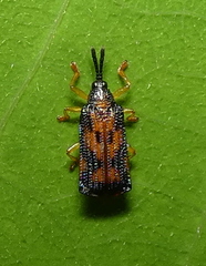 Uroplata sublimbata
