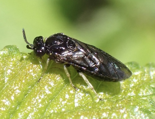 Elm Zigzag Sawfly, Nationaal Park De Biesbosch, Werkendam, North Brabant, NL, photo 4 of 10