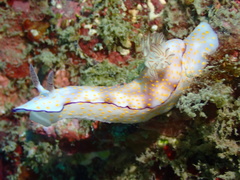 Hypselodoris pulchella