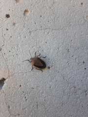 Chlorochroa osborni